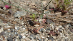 Acanthoscyphus parishii