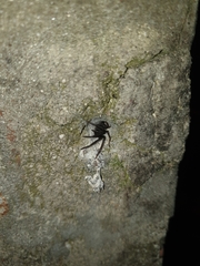 Segestria florentina
