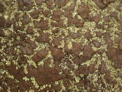 Actinobacteria