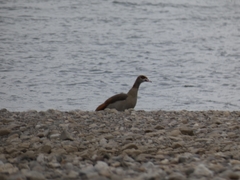 Alopochen aegyptiaca