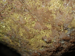 Actinobacteria