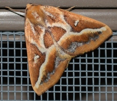 Caripeta angustiorata