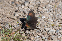 Erebia tyndarus