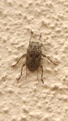 Leptostylus
