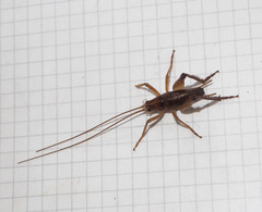Talitropsis