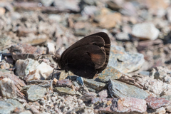 Erebia pluto