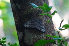 Hamadryas glauconome