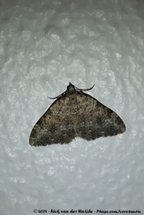 Coenotephria ablutaria