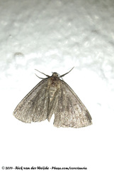 Pachycnemia tibiaria