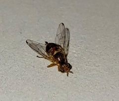 Bactrocera oleae