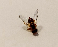 Bactrocera oleae