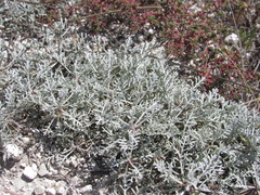 Artemisia hololeuca