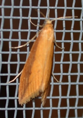 Donacaula melinellus