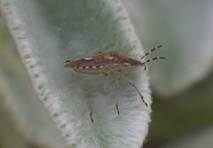 Dolycoris baccarum