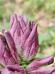 Gentiana pannonica