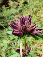 Gentiana pannonica