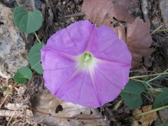 Ipomoea hartwegii