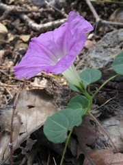 Ipomoea hartwegii