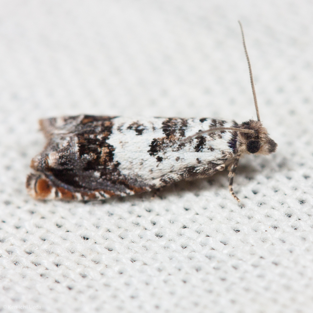 Epinotia nigralbana