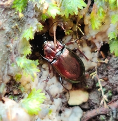 Pterostichus burmeisteri