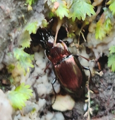 Pterostichus burmeisteri