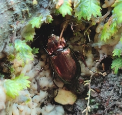 Pterostichus burmeisteri