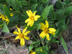 Lasianthaea aurea