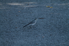 Motacilla alba