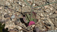 Acanthoscyphus parishii