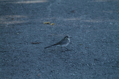 Motacilla alba