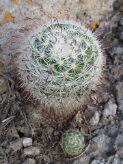 Mammillaria jaliscana jaliscana