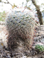 Mammillaria jaliscana jaliscana