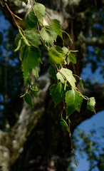 Betula pendula