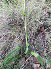 Prochnyanthes mexicana