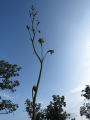 Prochnyanthes mexicana