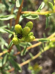 Cryptocephalus spurcus