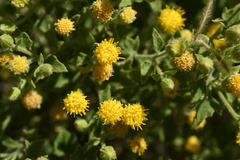 Perityle tenella