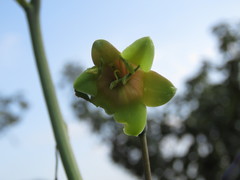 Prochnyanthes mexicana