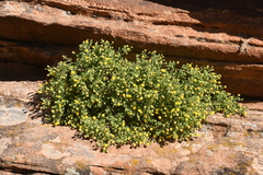 Perityle tenella