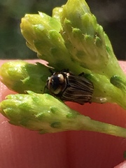 Cryptocephalus spurcus