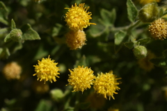 Perityle tenella