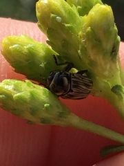 Cryptocephalus spurcus