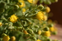 Perityle tenella