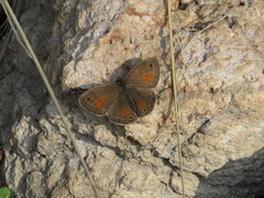 Cissia rubricata pseudocleophes