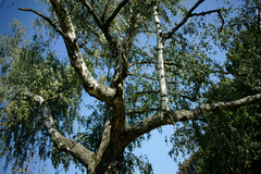 Betula pendula