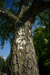 Betula pendula