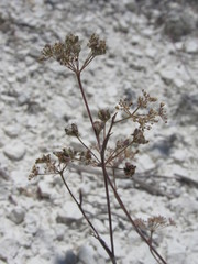 Pimpinella titanophila