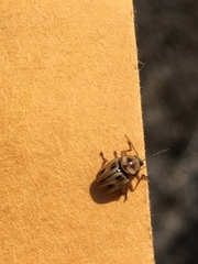 Cryptocephalus spurcus