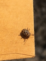 Cryptocephalus spurcus