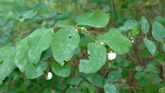 Symphoricarpos albus